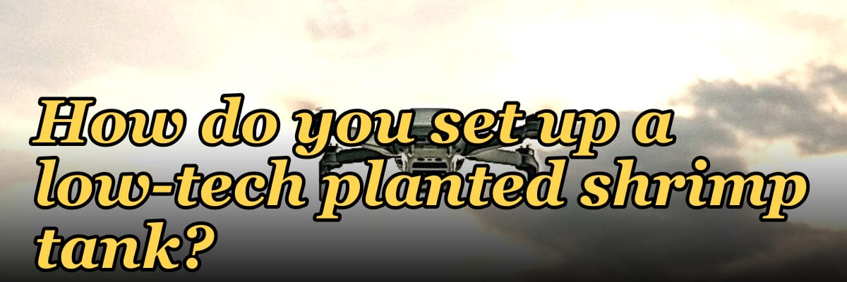 How do you set up a low-tech planted shrimp tank?