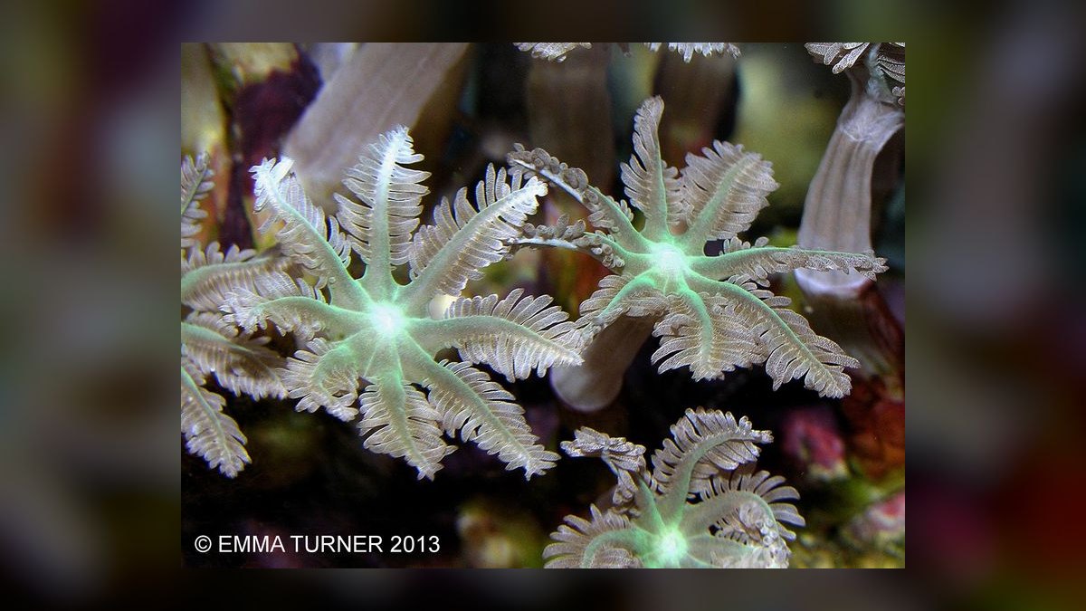 Top 10 Nano Saltwater Corals for Beginners in 2027 — figure 10