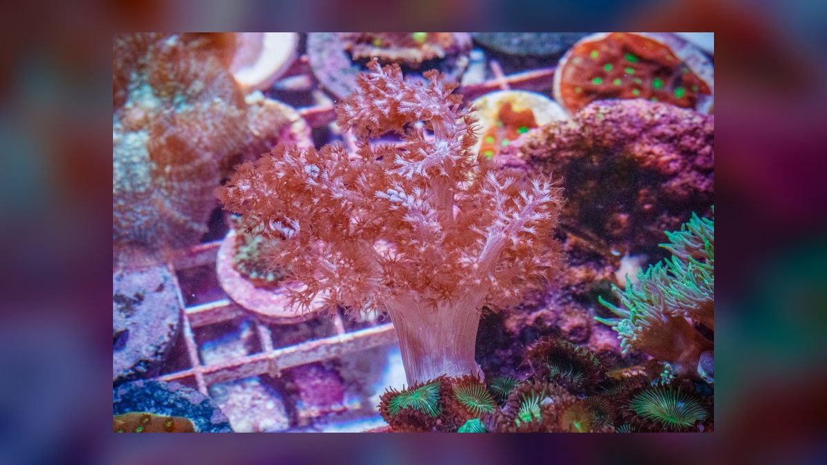 Top 10 Nano Saltwater Corals for Beginners in 2027 — figure 4