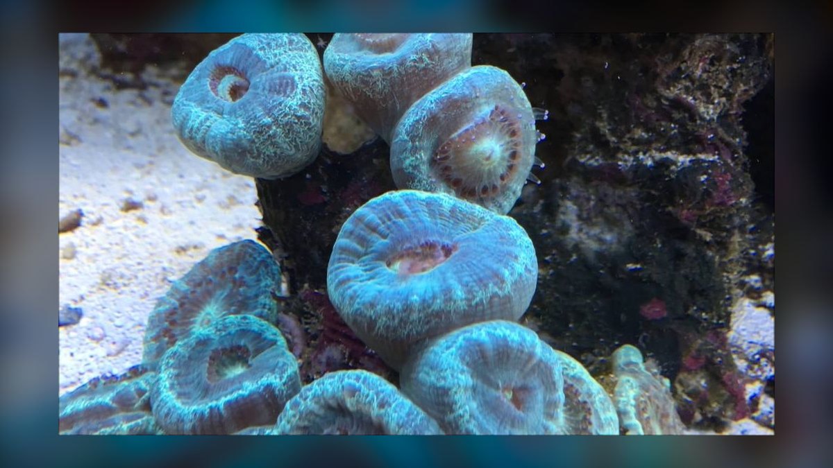 Top 10 Nano Saltwater Corals for Beginners in 2027 — figure 8