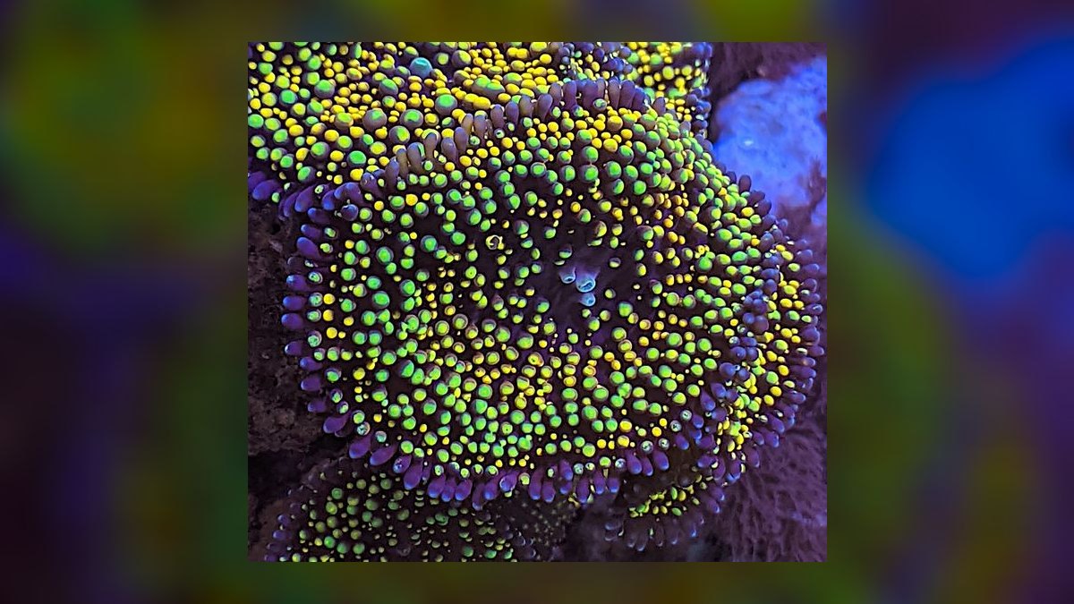 Top 10 Nano Saltwater Corals for Beginners in 2027 — figure 9