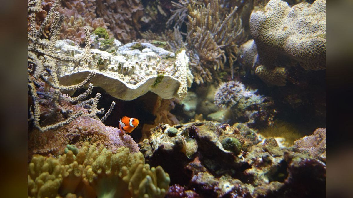 Top 10 Nano Saltwater Corals for Beginners in 2027