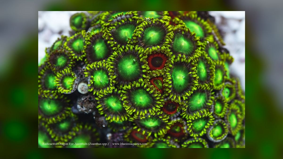 Top 10 Nano Saltwater Corals for Beginners in 2027