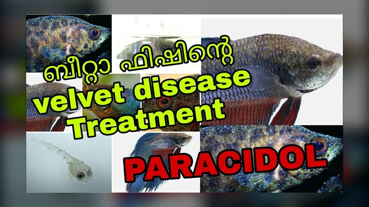 How do you treat velvet disease in aquarium fish?