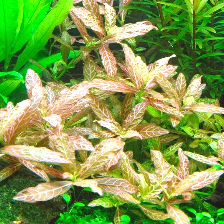 Hygrophila polysperma 'Rosanervig'