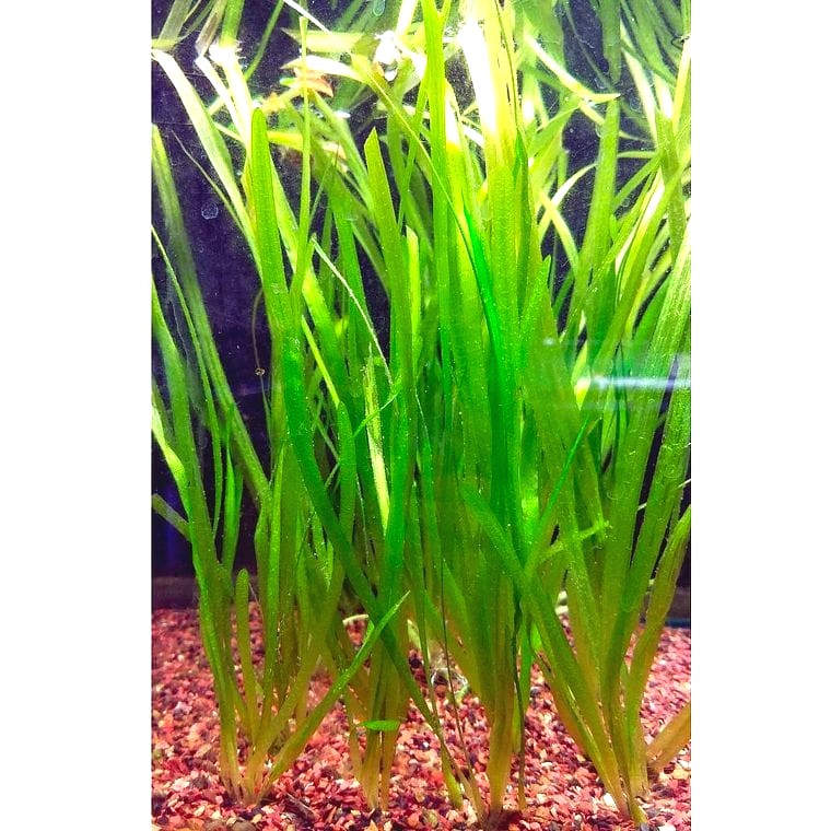 Vallisneria spiralis (Italian Val)