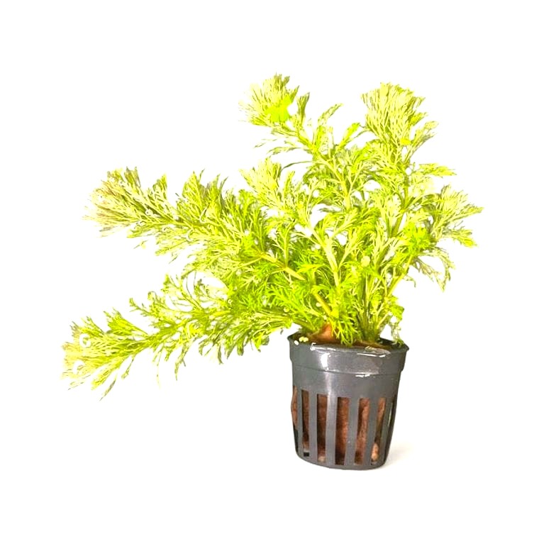 Limnophila sessiliflora (Ambulia)