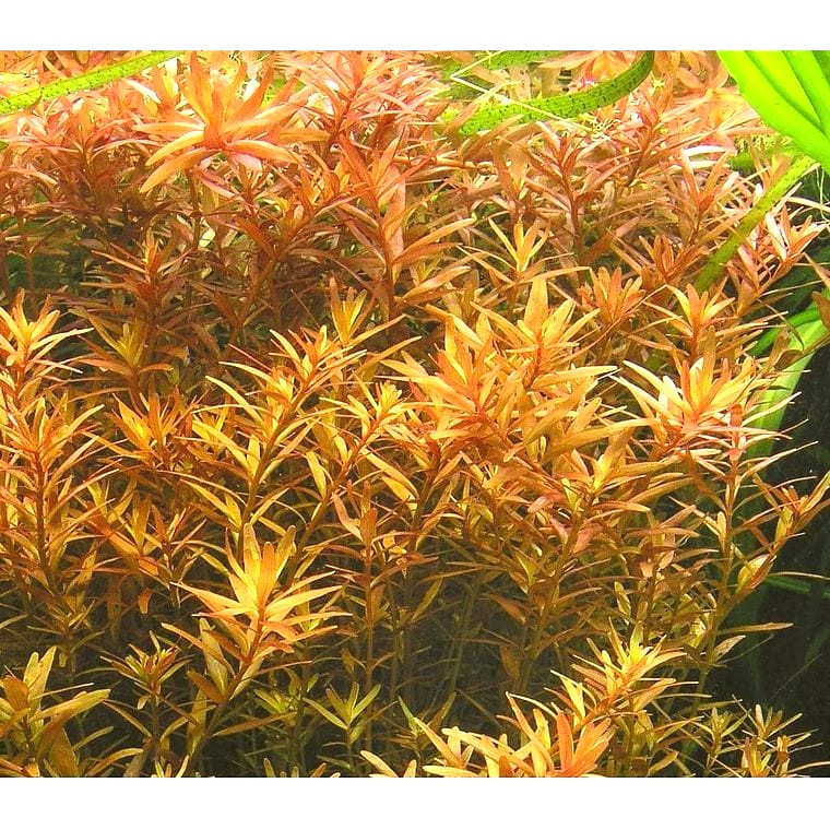 Rotala rotundifolia (Dwarf Rotala)