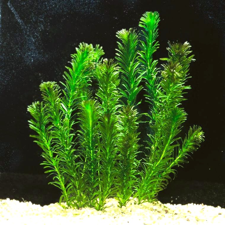Egeria densa (Anacharis)