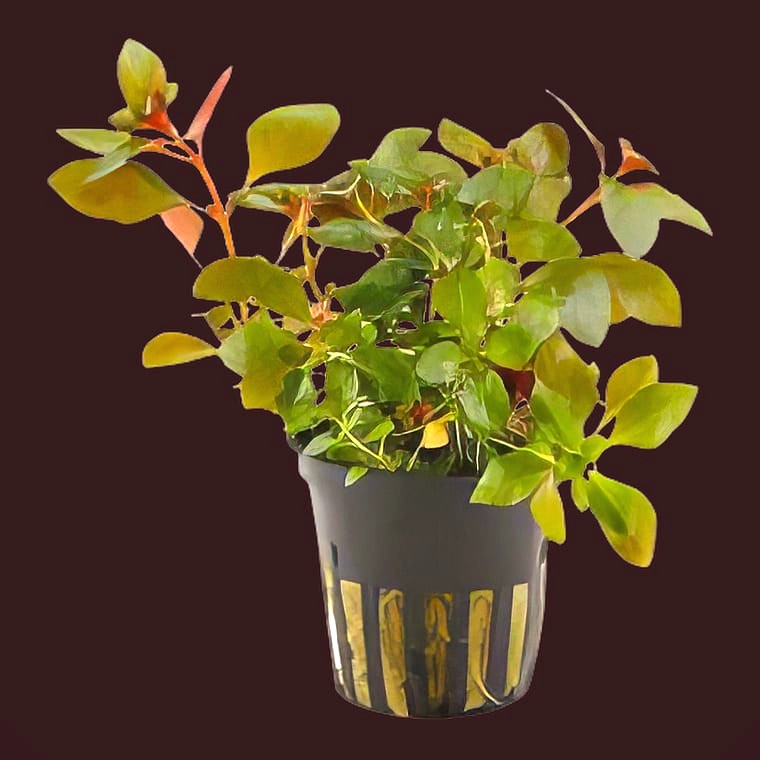 Ludwigia repens (Creeping Ludwigia)