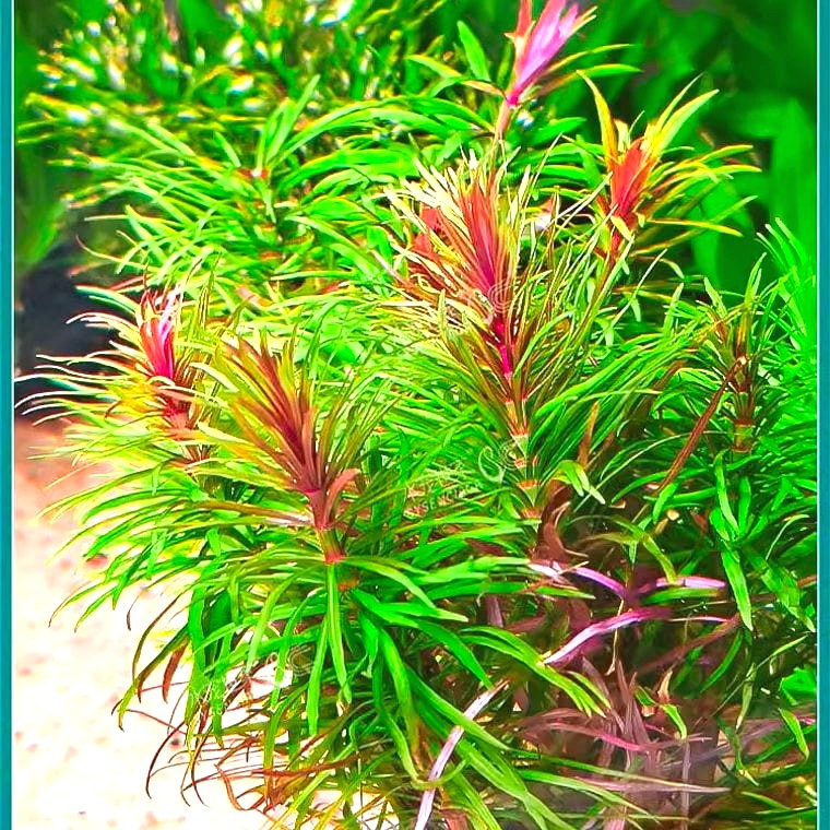 Pogostemon stellatus 'Octopus'