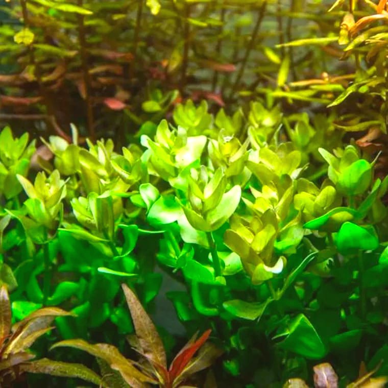 Bacopa caroliniana (Giant Bacopa)