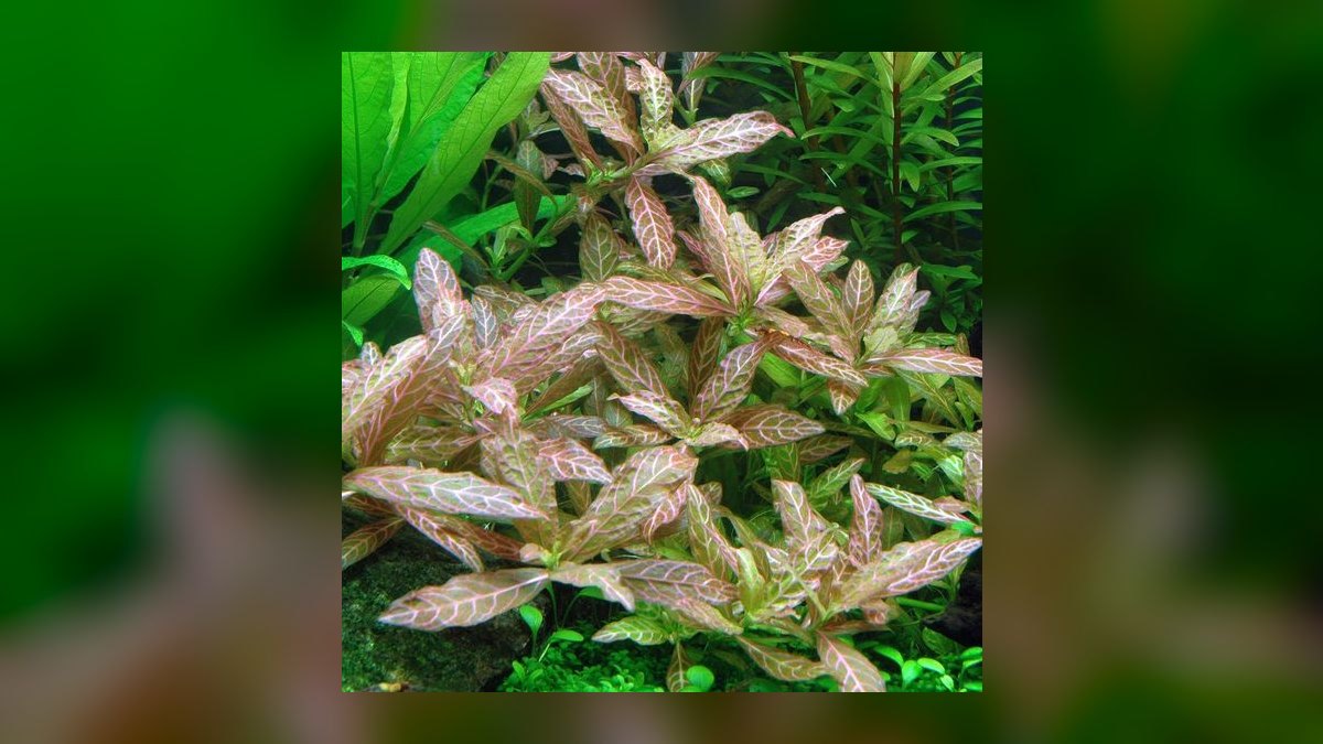 Top 10 Aquarium Background Plants for Aquascaping in 2027 — figure 1