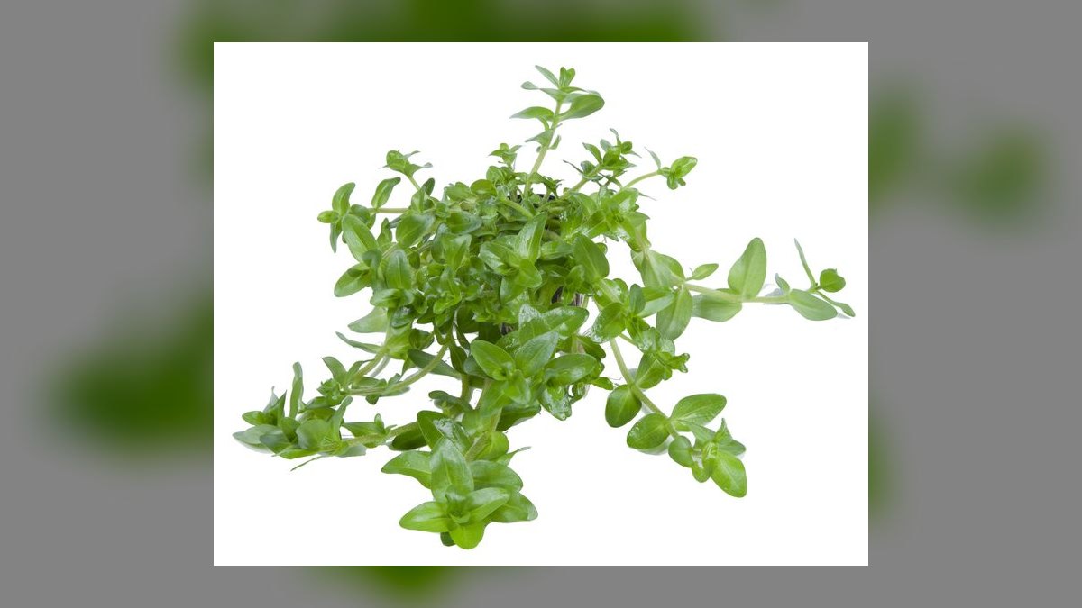 Top 10 Aquarium Background Plants for Aquascaping in 2027 — figure 10