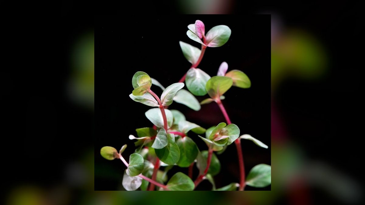 Top 10 Aquarium Background Plants for Aquascaping in 2027 — figure 4