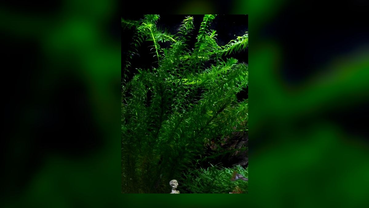 Top 10 Aquarium Background Plants for Aquascaping in 2027 — figure 5