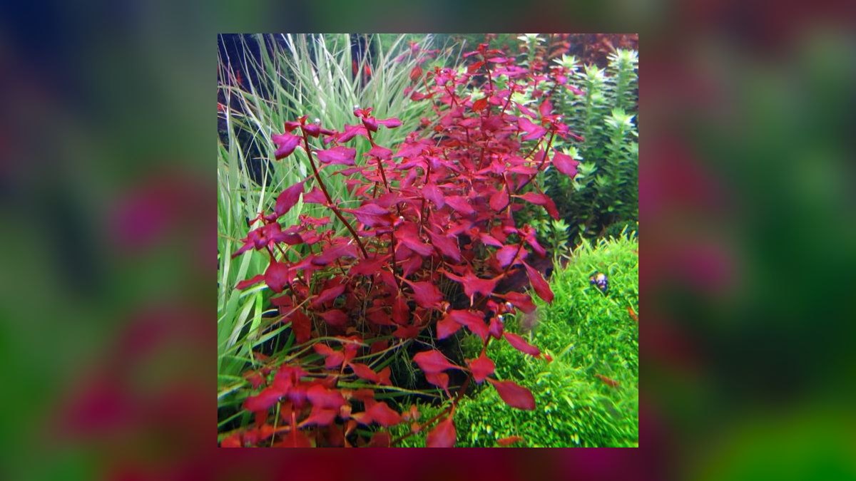 Top 10 Aquarium Background Plants for Aquascaping in 2027 — figure 6