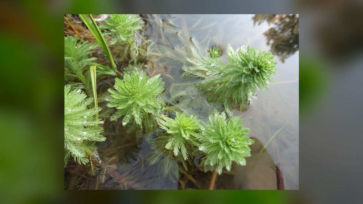 Top 10 Aquarium Background Plants for Aquascaping in 2027 — figure 8