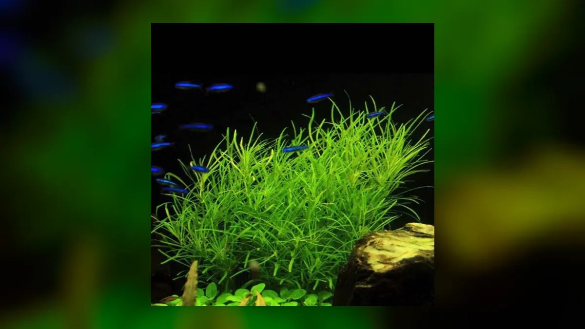 Top 10 Aquarium Background Plants for Aquascaping in 2027 — figure 9