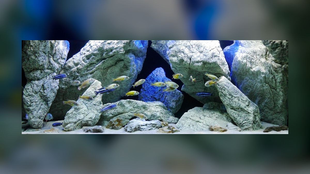 Top 10 Aquarium Background Plants for Aquascaping in 2027