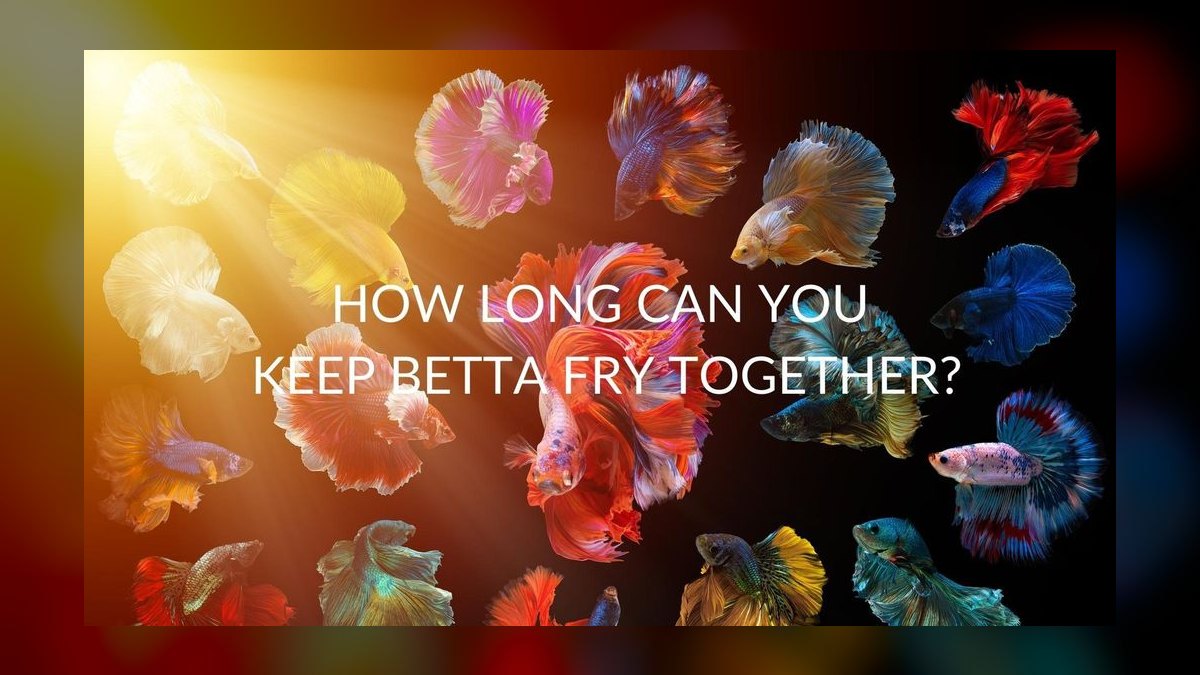 How do you keep a betta and other fish together peacefully — figure 2