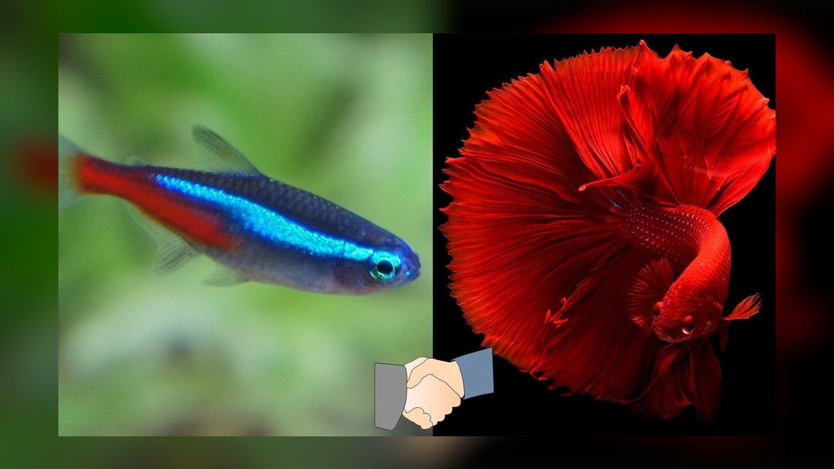 How do you keep a betta and other fish together peacefully — figure 3
