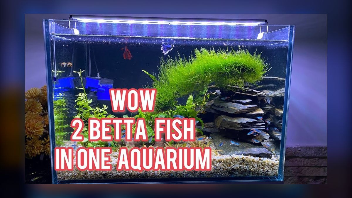 How do you keep a betta and other fish together peacefully — figure 4