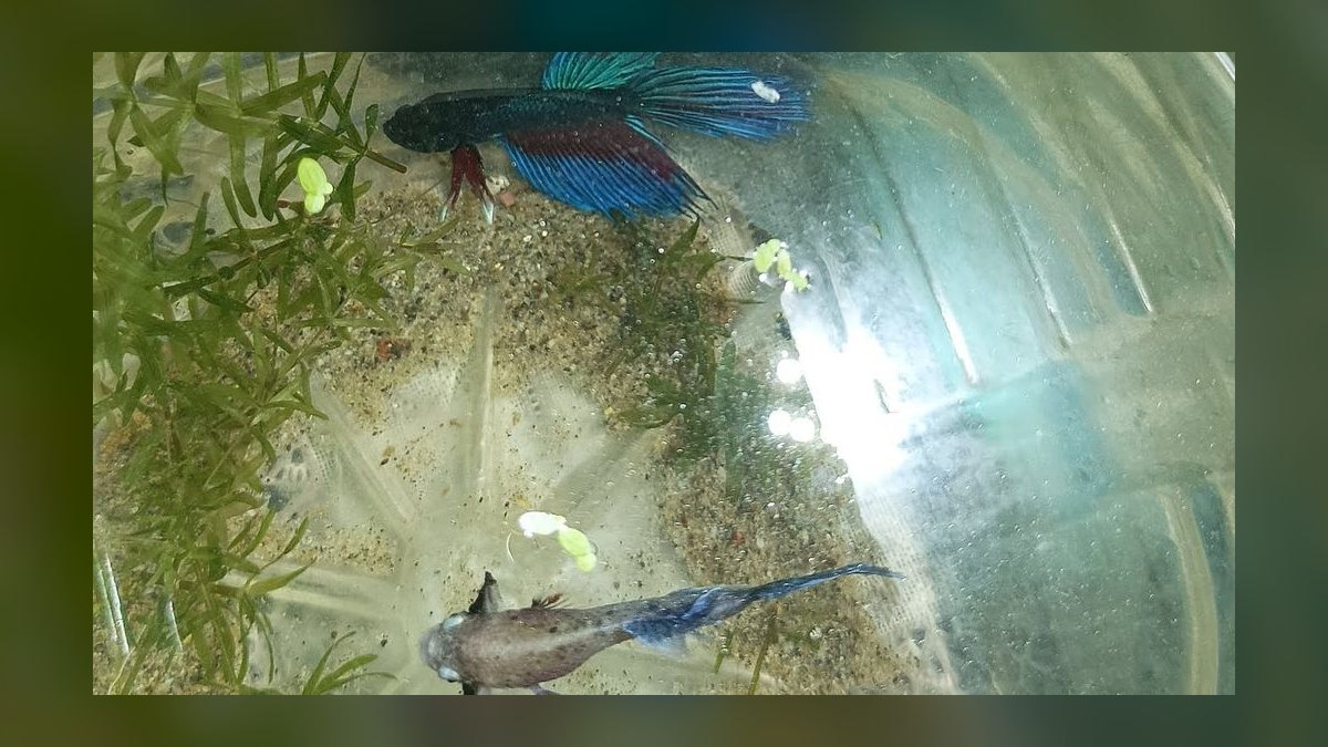 How do you keep a betta and other fish together peacefully — figure 5