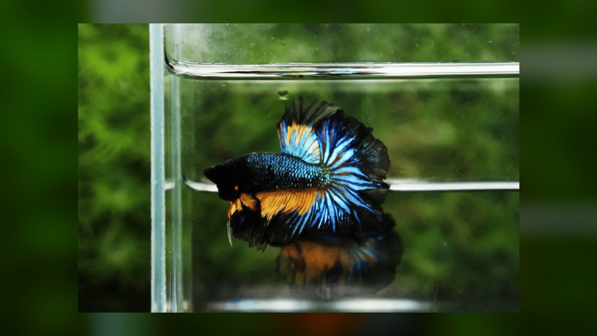 How do you keep a betta and other fish together peacefully — figure 6