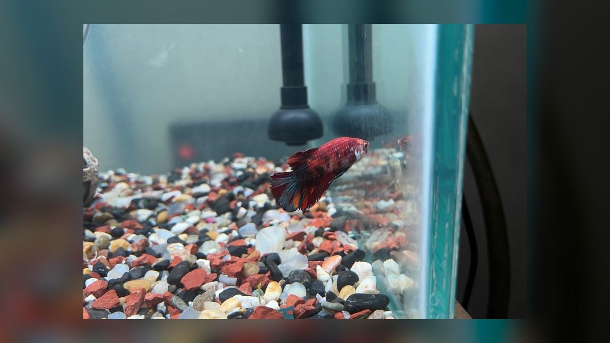 How do you keep a betta and other fish together peacefully — figure 7