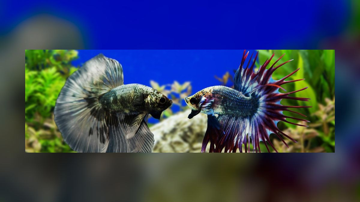 How do you keep a betta and other fish together peacefully — figure 8