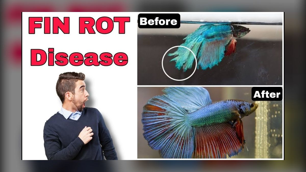 How do you treat fin rot without medication — figure 2