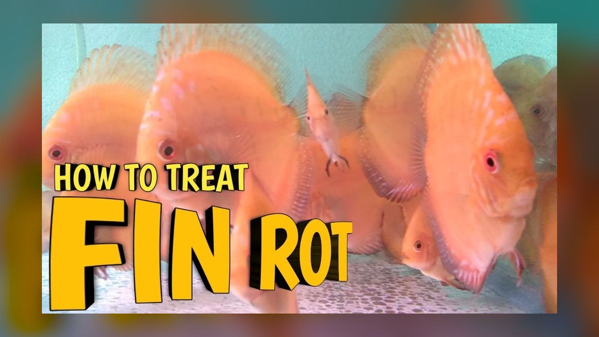 How do you treat fin rot without medication — figure 5