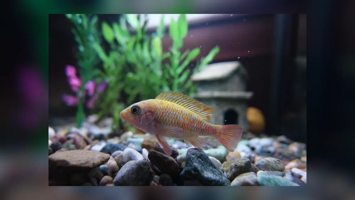 How do you treat fin rot without medication?