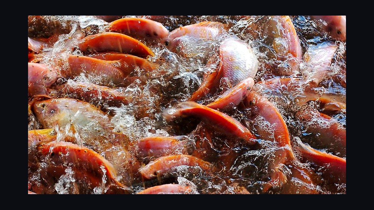 What is the best way to acclimate new saltwater fish in 2027?