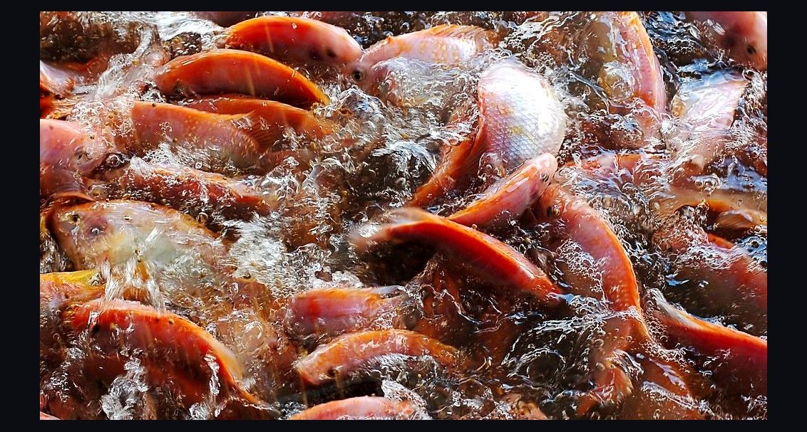 What is the best way to acclimate new saltwater fish in 2027?
