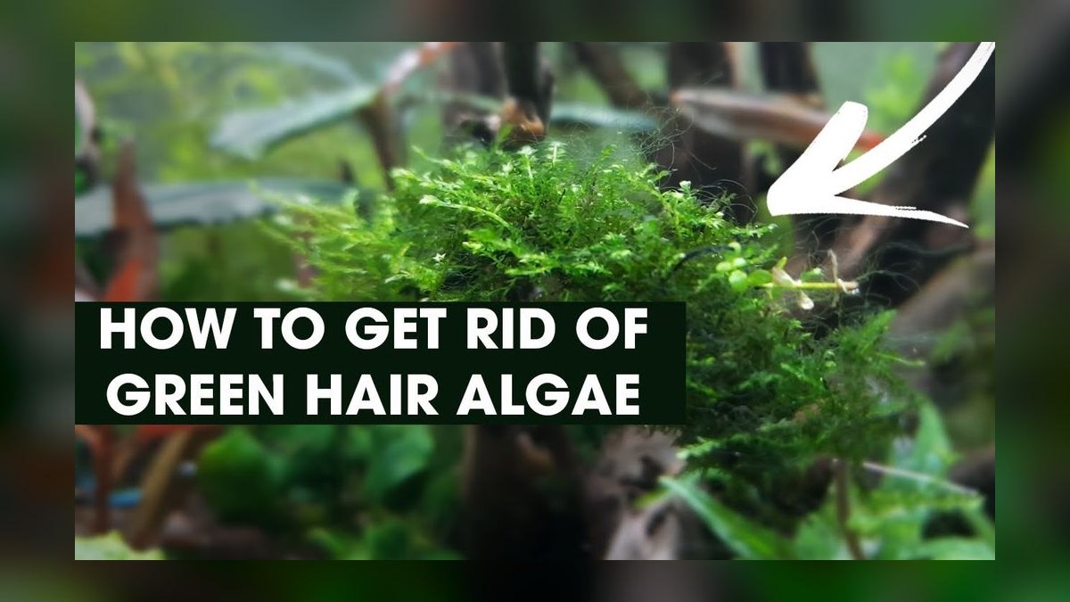 How do you prevent green hair algae in a planted tank — figure 1