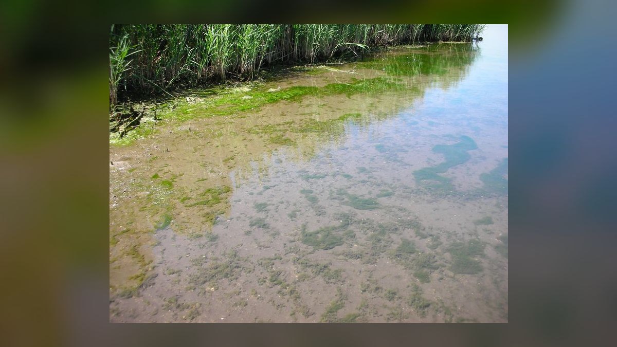 How do you prevent green hair algae in a planted tank — figure 10