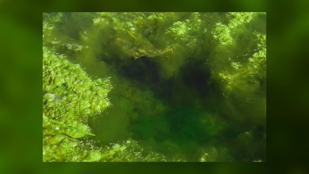 How do you prevent green hair algae in a planted tank — figure 2