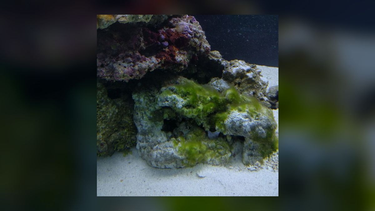 How do you prevent green hair algae in a planted tank — figure 3