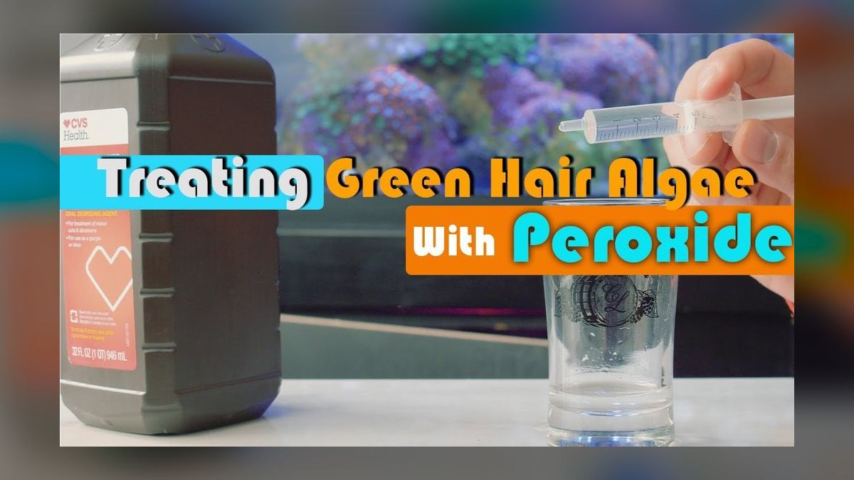 How do you prevent green hair algae in a planted tank — figure 4