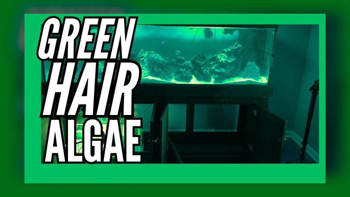 How do you prevent green hair algae in a planted tank — figure 5