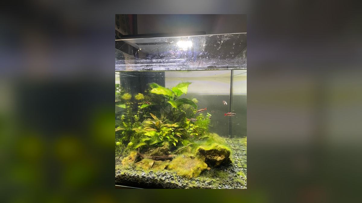 How do you prevent green hair algae in a planted tank — figure 6