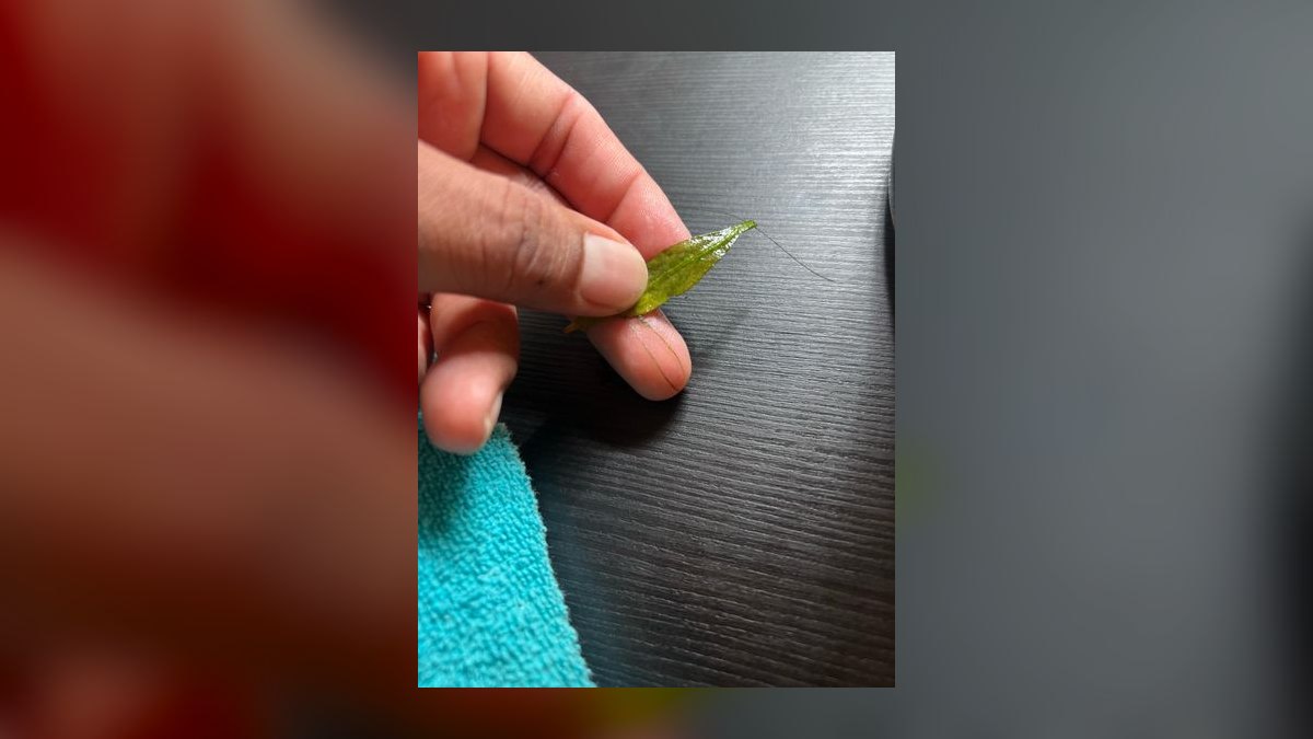 How do you prevent green hair algae in a planted tank — figure 7