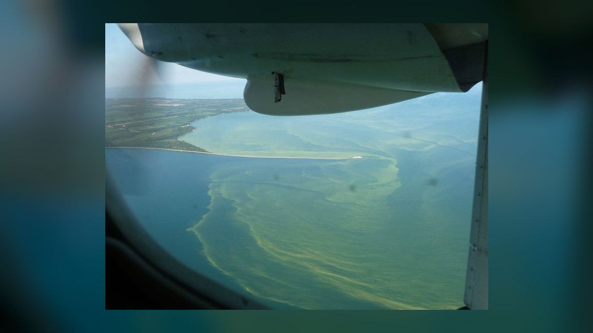 How do you prevent green hair algae in a planted tank — figure 8