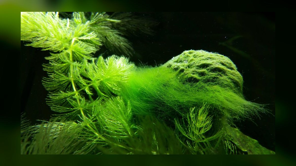 How do you prevent green hair algae in a planted tank in 2027?