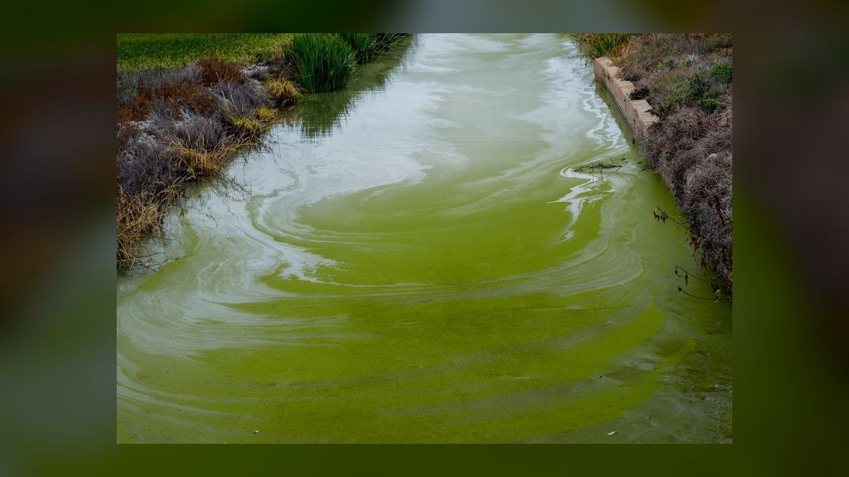 What is the best way to control cyanobacteria without using chemicals — figure 1