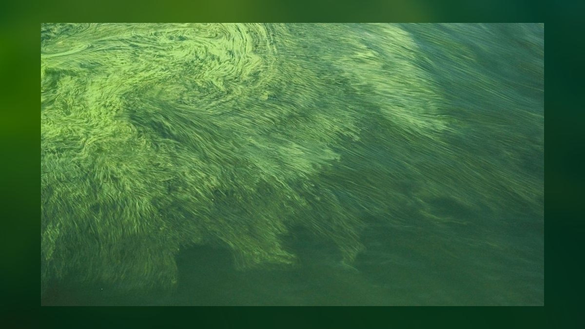 What is the best way to control cyanobacteria without using chemicals — figure 2