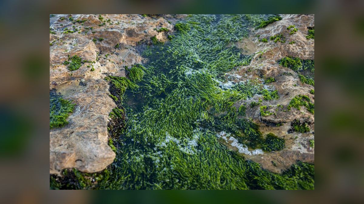 What is the best way to control cyanobacteria without using chemicals — figure 4