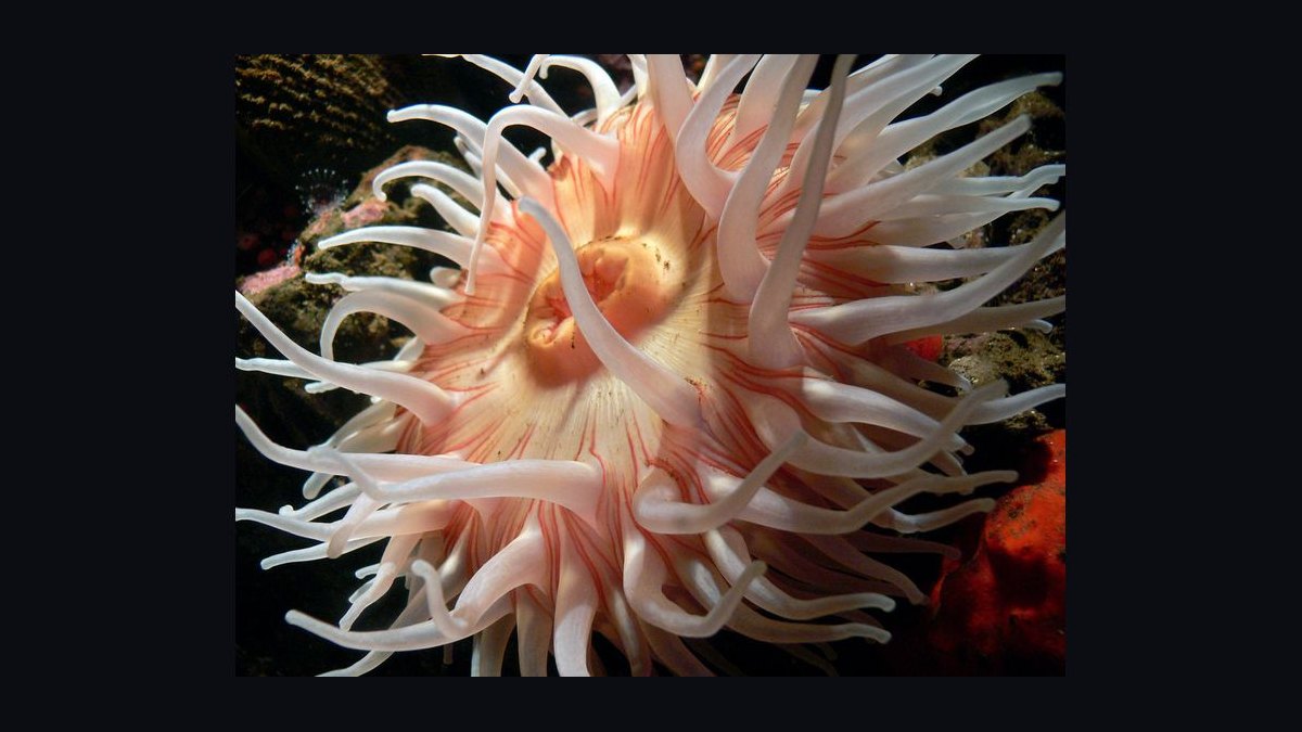 How do you safely introduce wild-caught fish into a home aquarium — figure 10